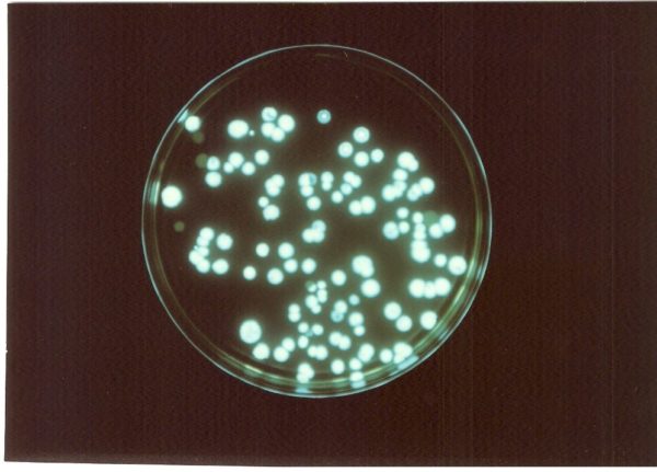 IND-9: Producing a Strain of E. coli that Glows in the Dark