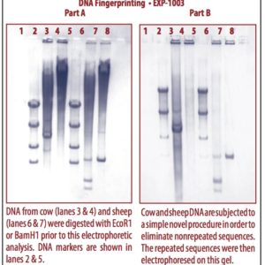 DNA Fingerprinting (An authentic analysis)