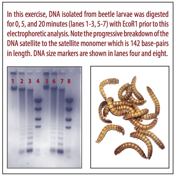 Characterization of the Satellite DNA from the Meal Worm (IND-12)