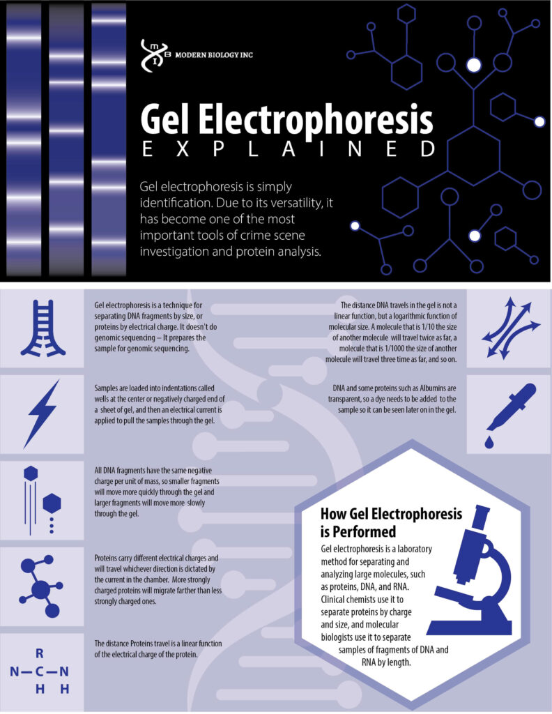 Gel Electrophoresis