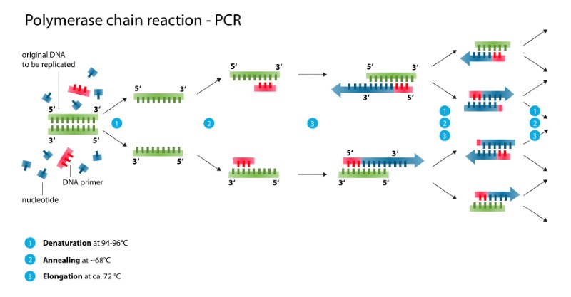 Polymerase-chain-reaction