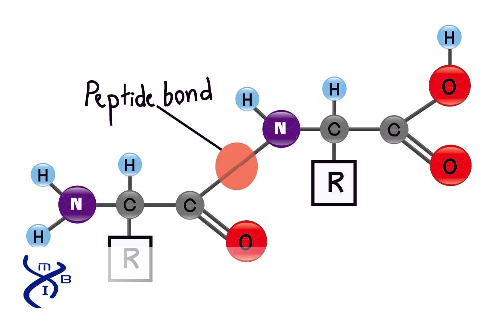 peptide bond explained