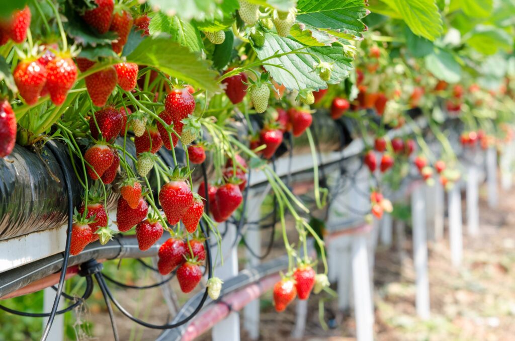 How to Extract DNA from a Strawberry