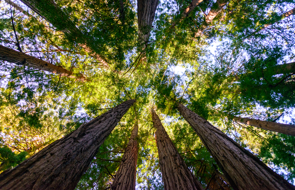 Muir Woods National Monument. Long and big beautiful trees in a wood